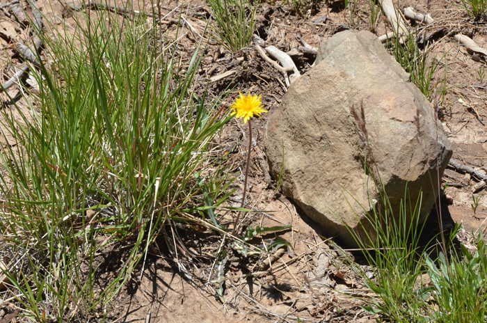 Pale Agoseris has pretty flowers that sit atop long leafless stalks, or botanically correct “scapes”. Agoseris glauca